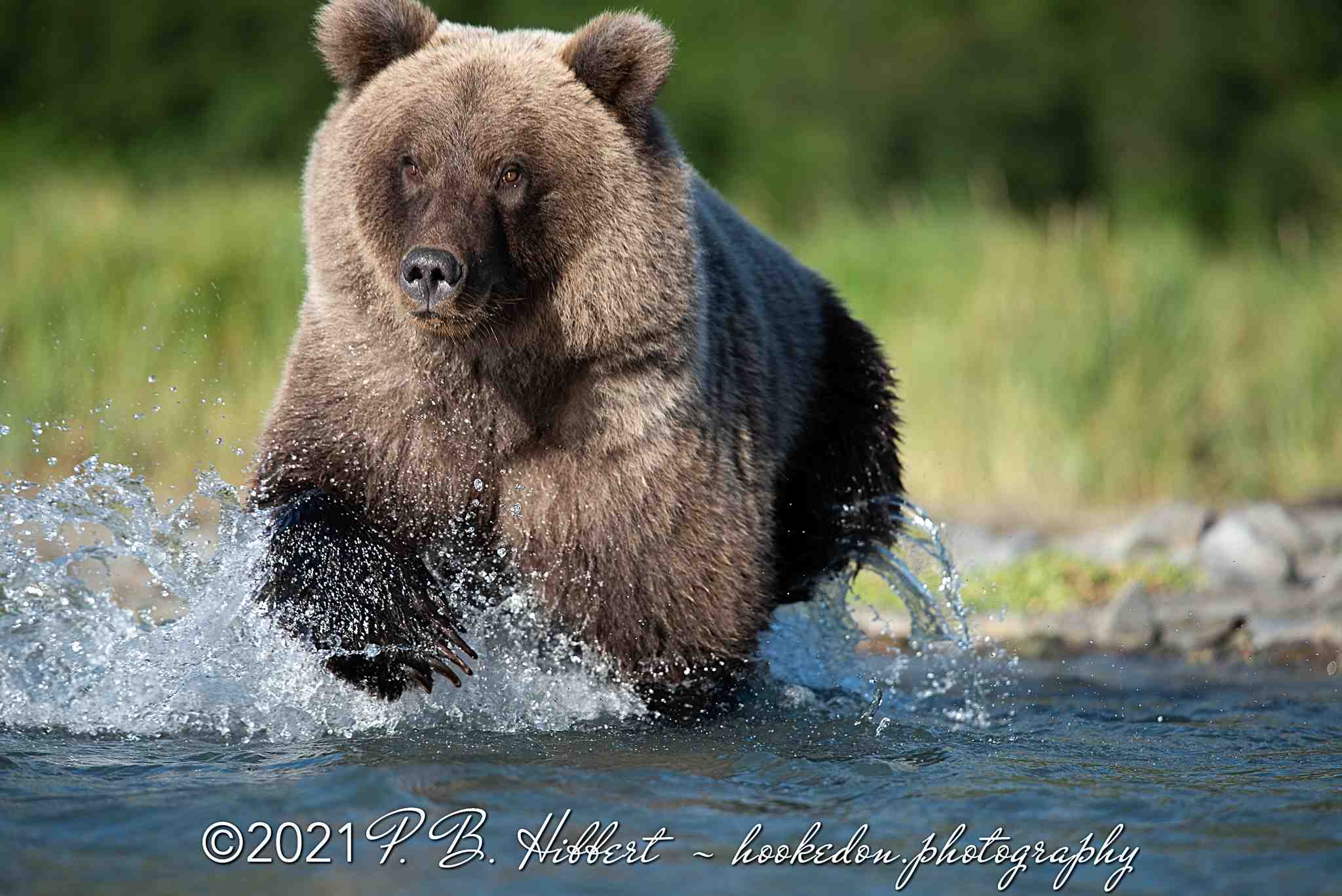 Brown_Bear_817416