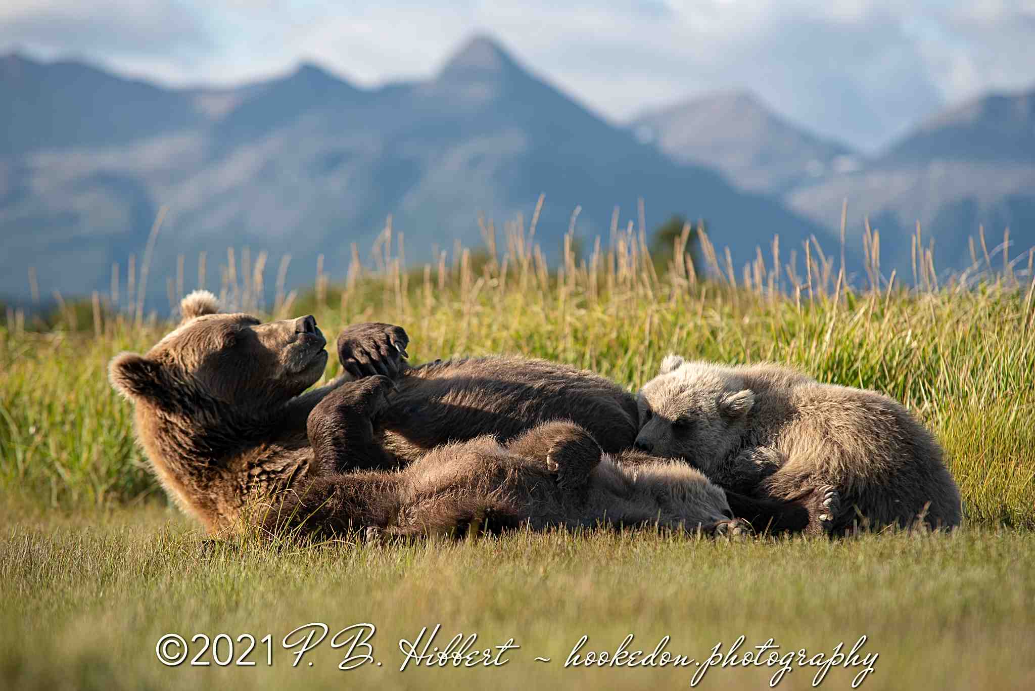 Brown_Bear_818185?timestamp=1709418348745