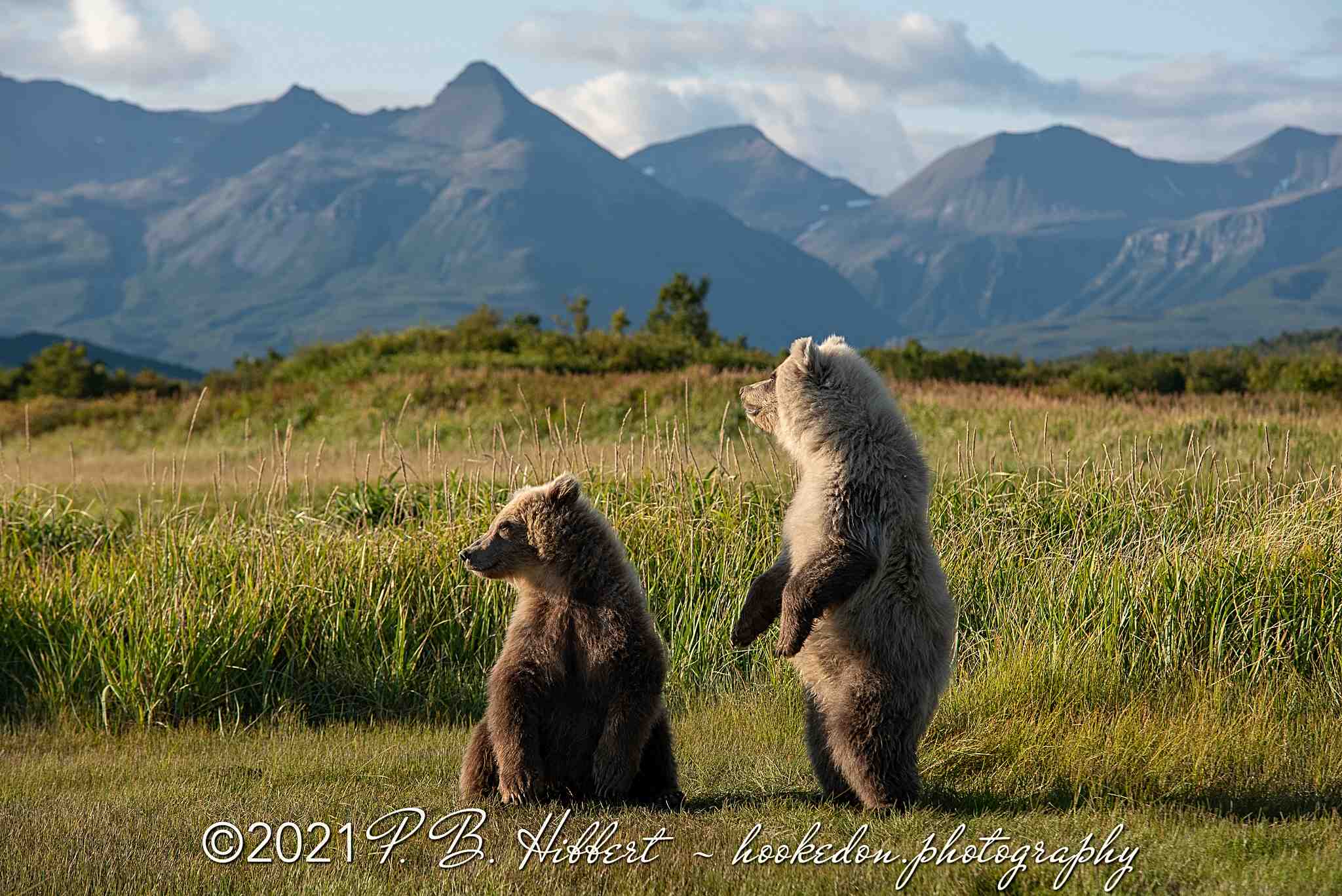 Brown_Bear_818275?timestamp=1709418348745