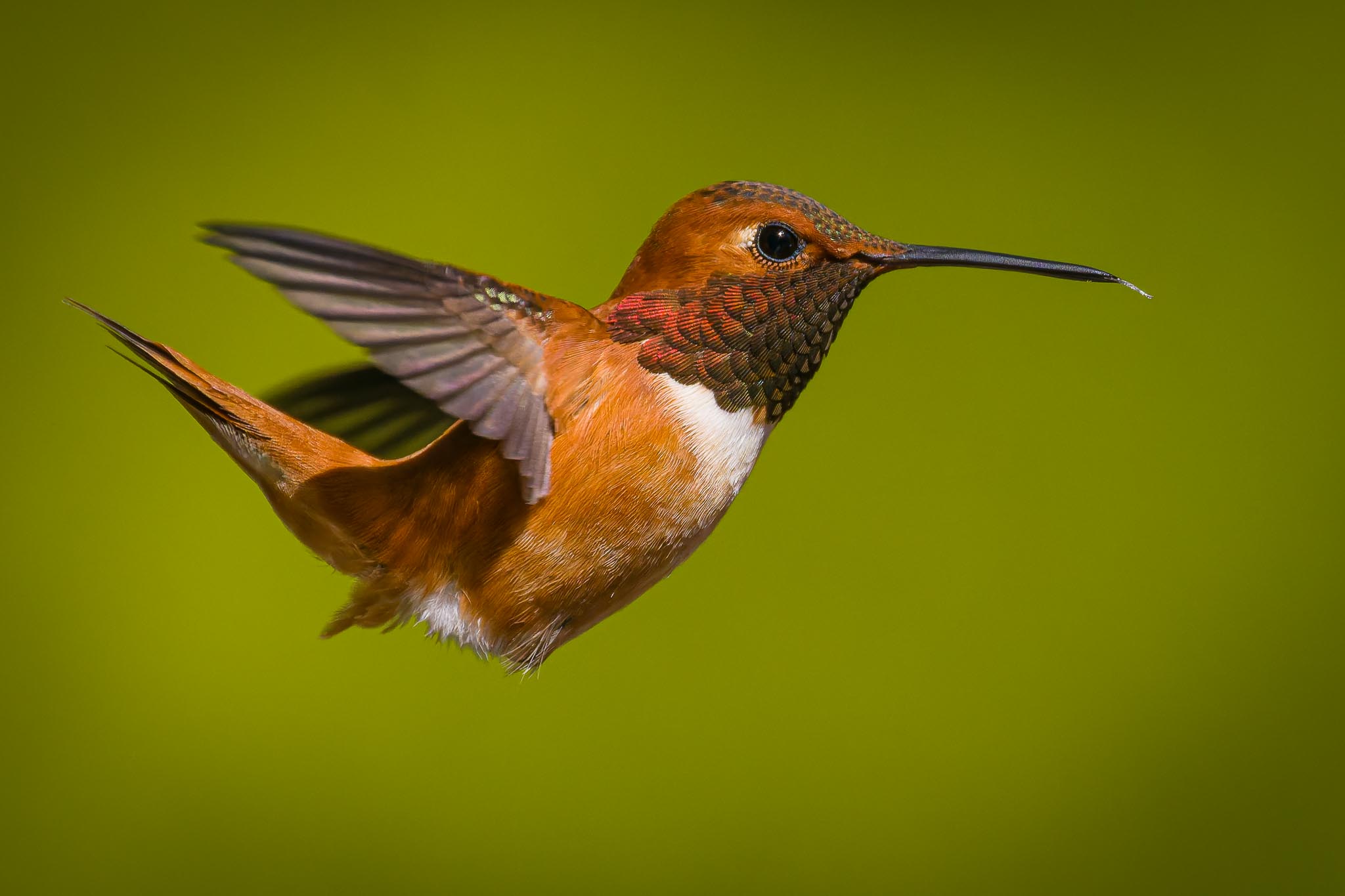 Rhoufus_HummingBird